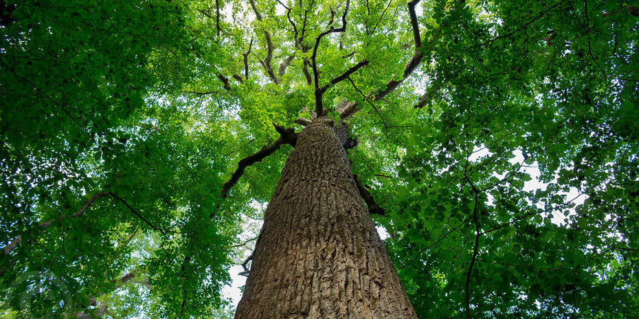 Nachhaltige Bewirtschaftung der Wälder
