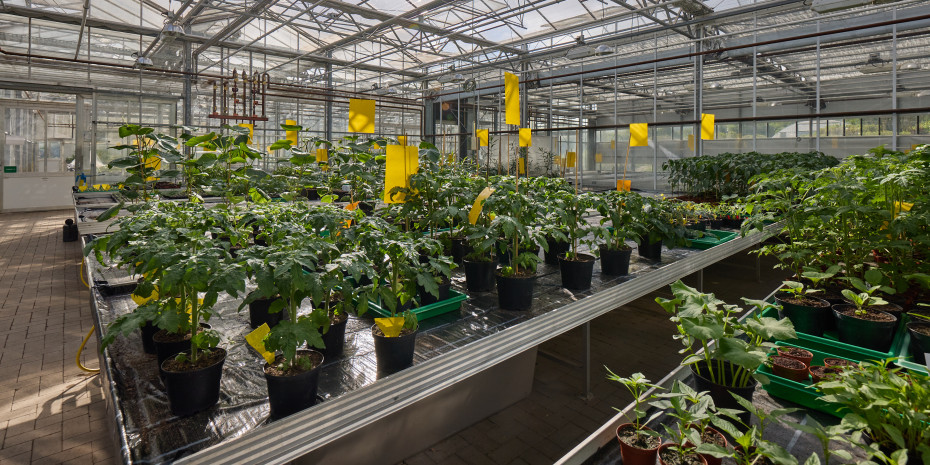 Der Erhalt der Biodiversität bleibt ein Anliegen für Neudorff. Das Unternehmen unterstützt dies unter anderem mit seinen Produkten für naturnahes Gärtnern. Der Erhalt der Biodiversität bleibt ein Anliegen für Neudorff. Das Unternehmen unterstützt dies unter anderem mit seinen Produkten für naturnahes Gärtnern.