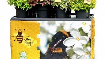 Diven, Models, Bienen und Beerchen