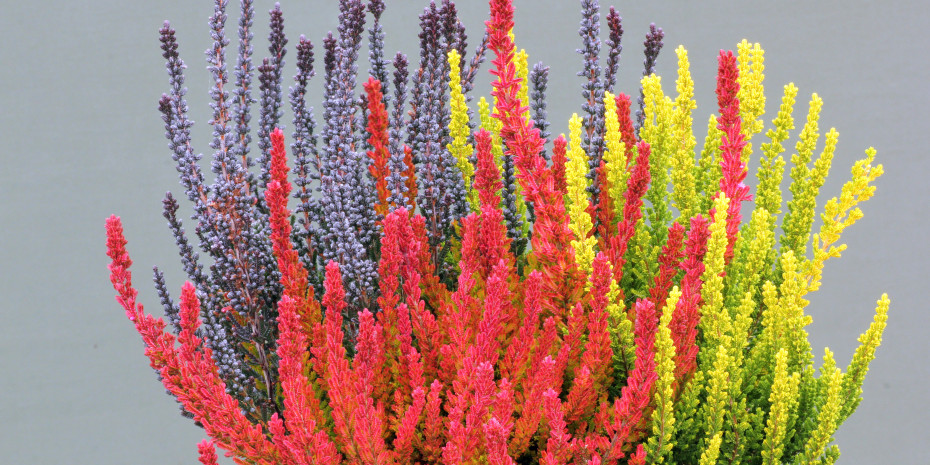 Heidezüchtung Kramer, Gardengirls
