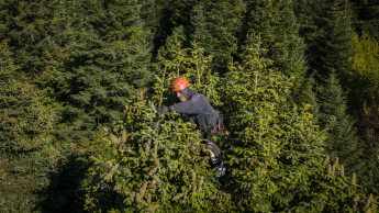 Toom engagiert sich für fairen Christbaum-Samen aus Georgien