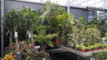 Markt für Blumen und Zierpflanzen ist 2025 geschrumpft