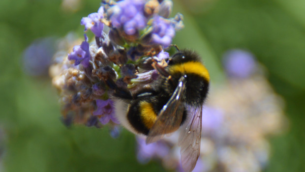 Die Gesetzesinitiative ist aus dem Volksbegehren "Rettet die Bienen" hervorgegangen.