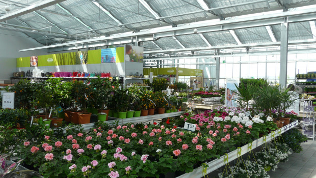 Die Geranie ist in vielen europäischen Ländern für den Gartenhandel die Hauptumsatzträgerin im Bereich Beet und Balkon.