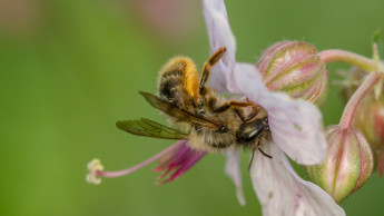 Toom startet Aktion für Wildbienen