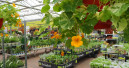 Gartenhandel im Mai nominal erstmals wieder im Plus