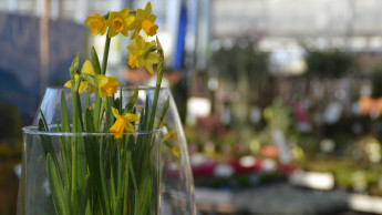 In zwei Bundesländern öffnen die Gartencenter früher