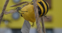 Die Branche und der heutige Weltbienentag