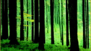 Streit um das Öko-Holz