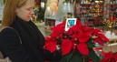 Fairtrade-Weihnachtssterne kommen in den Garten- und DIY-Handel