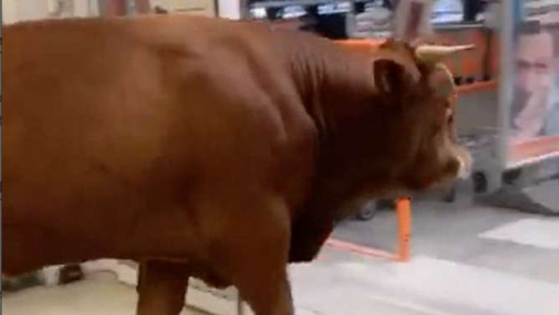 Stier Gerhard betritt den Obi-Markt im bayerischen Raubling.