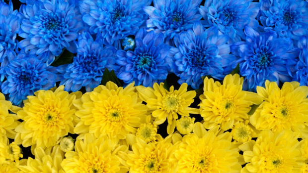 Mit diesem Symbolbild haben Royal Flora Holland und die beteiligten Erzeuger für die Benefiz-Versteigerung geworben. Mit diesem Symbolbild haben Royal Flora Holland und die beteiligten Erzeuger für die Benefiz-Versteigerung geworben.