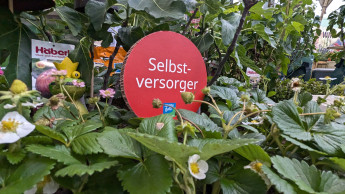 Wie aus Herausforderungen Limonade wird Wie aus Herausforderungen Limonade wird