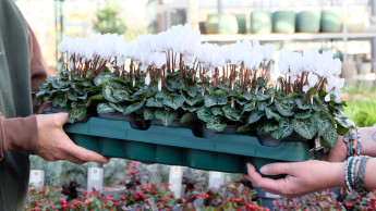 Auch die Ekaflor macht mit