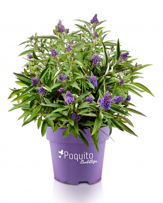 zu Jeddeloh, Poquito Buddleja