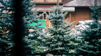 Preise für Weihnachtsbäume steigen