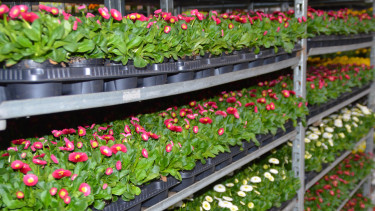 Euro Plant Tray: Weniger Plastik in der Logistik