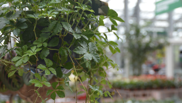 Der November war kein guter Monat für die Händler im Gartenmarkt.