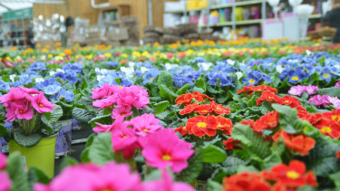 Gartenverkaufsfläche wuchs 2021