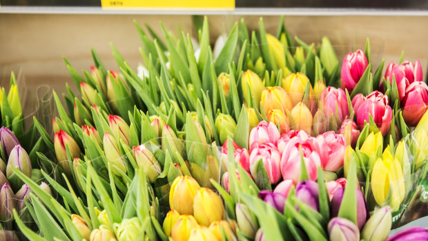 Schnittblumen bei Aldi sollen ab Ende 2019 ausschließlich aus nachhaltiger Produktion stammen. 