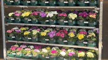 DUH fordert sofortigen Umstieg auf Mehrwegpaletten