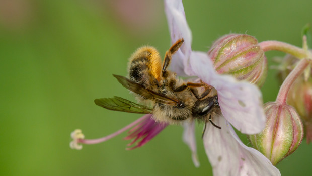 Von Ende Februar bis Ende Mai haben Bienenfreunde die Möglichkeit, Kokons der Roten Mauerbiene im heimischen Garten auszusetzen. Foto: Toom/Shutterstock