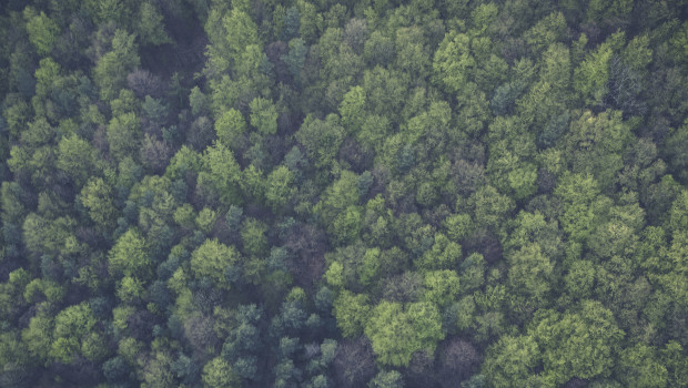 Der Wald ist wichtiger Rohstofflieferant der Branche. Nun soll er verstärkt von der Politik geschützt werden.
