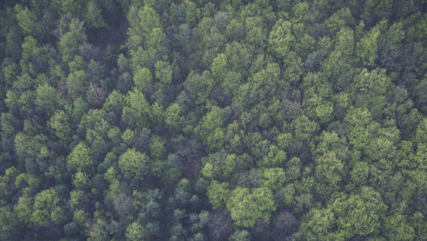 Der Wald ist wichtiger Rohstofflieferant der Branche. Nun soll er verstärkt von der Politik geschützt werden. Der Wald ist wichtiger Rohstofflieferant der Branche. Nun soll er verstärkt von der Politik geschützt werden.