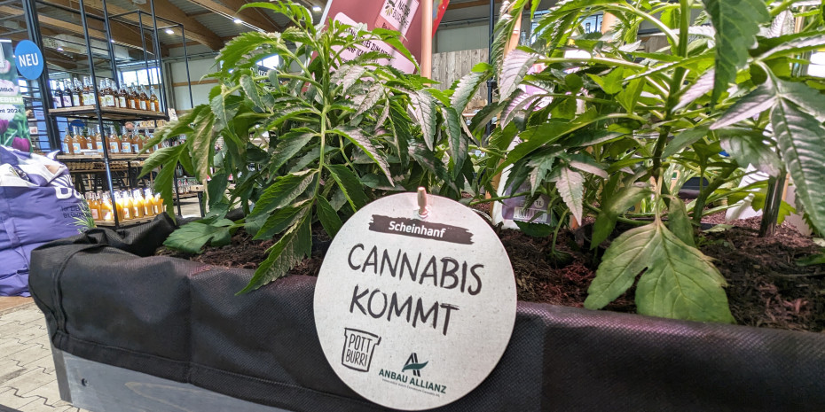 Voraussichtlich zum 1. April 2024: Die Legalisierung von Cannabis in Deutschland rückt näher.