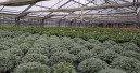 Italienischer Gartenbau erreicht neuen Rekord Italienischer Gartenbau erreicht neuen Rekord