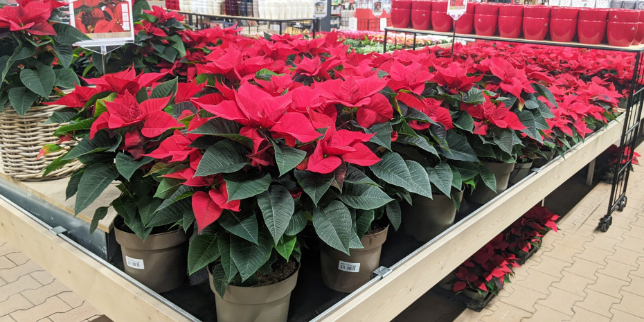 Weihnachtssterne sind weiterhin die meistproduzierten Zimmerpflanzen in Deutschland.