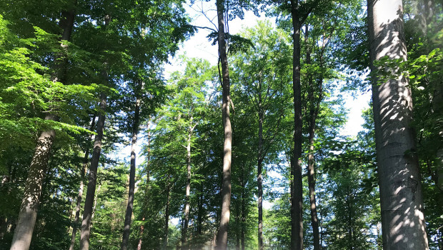 Mit seiner Jubiläumsaktion beteiligt sich das Unternehmen an einem Hilfsprojekt zur Aufforstung der Wälder in Deutschland. 