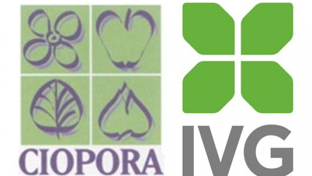 Der IVG und Ciopora wollen sich gemeinsam um strategische Fragen rund um den Markt für lebendes Grün kümmern.