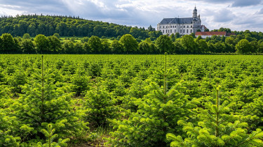 Weihnachtsbäume werden 2026 etwas teurer