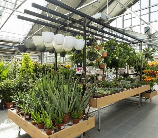 Zimmerpflanzen werden weitläufig präsentiert. Foto: Rene Vidalli
