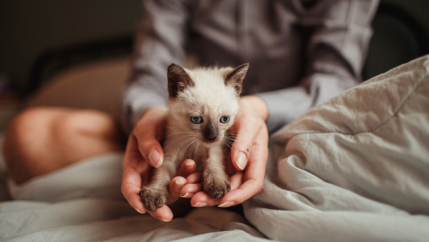 Im vergangenen Jahr investierten die Deutschen kräftig in ihre tierischen Schützlinge. 