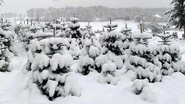 Sieht schön aus, macht aber ganz schön viel Mühe: Verschneite Weihnachtsbaumkulturen wie im Moment erschweren die Ernte.