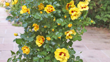 Eine besondere Liebe