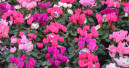 Das dritte Quartal bringt dem Gartenhandel endlich ein Umsatzplus
