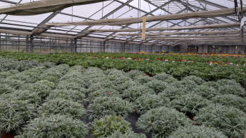 Italienischer Gartenbau erreicht neuen Rekord Italienischer Gartenbau erreicht neuen Rekord