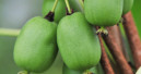 Neue selbstfruchtbare Beerenkiwi