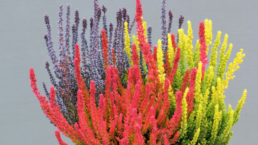 Die Gardengirls feiern