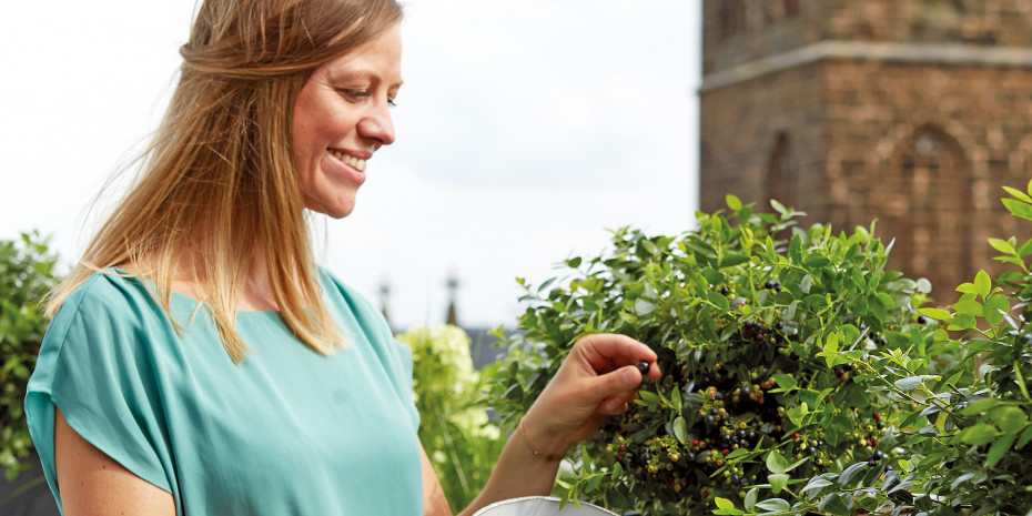 Den Trend zum City Gardening bedient die Mini-Blaubeerpflanze BerryBux.