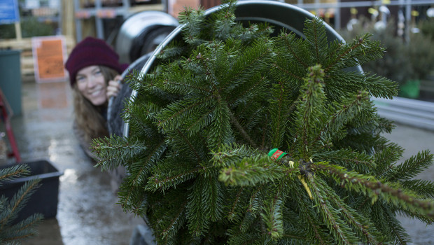 Weihnachtsbäume dürfen auf alle Fälle außerhalb des Marktes verkauft werden.