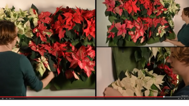 Kampagne für Weihnachtssterne mit neuen Angeboten
