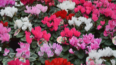 Blumen und Zierpflanzen verlieren knapp zwei Prozent