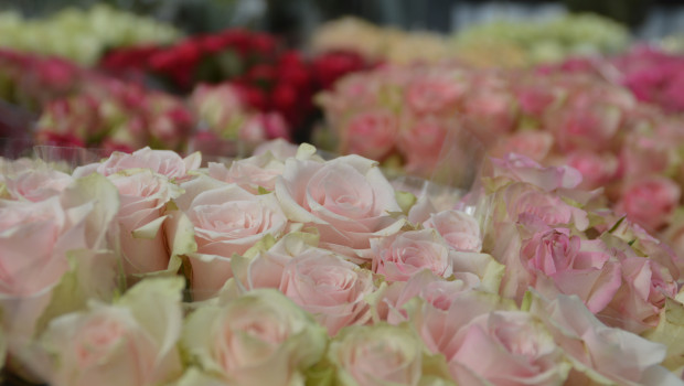 Die Preise für Schnittblumen waren durch die ausreichend zur Verfügung stehende Ware trotz hoher Nachfrage bei allen gängigen Produkten moderat, schreibt der BGI. Dasa gilt beispielsweise auch für Rosen.