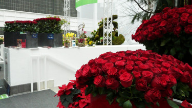 Mit Rosen  im Herzen