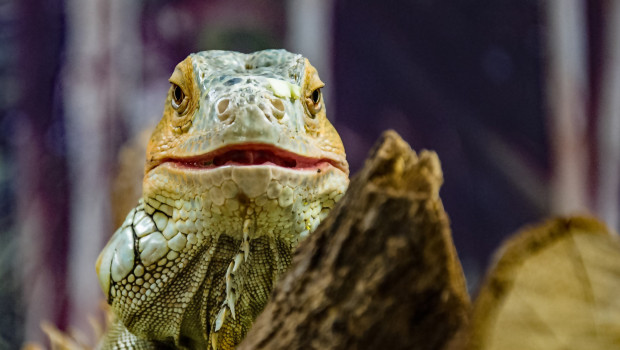 Reptilien gehören nicht ins Wohnzimmer, sagt Peta.