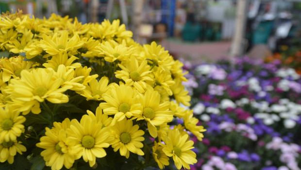 Im August hat der Einzelhandel mit Blumen, Pflanzen, Sämereien und Düngemitteln real 4,7 Prozent weniger umgesetzt als im Vorjahresmonat.